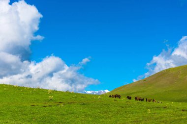 Bir dağ mera, Kırgızistan otlayan atlar. 