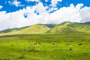 Hillside, Kırgızistan otlatma koyun sürüsü.