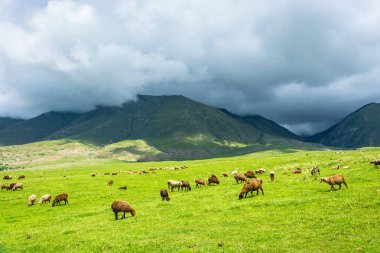 Hillside, Kırgızistan otlatma koyun sürüsü. 