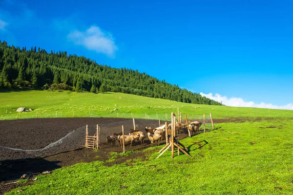 Flock of sheep in the paddock, Kyrgyzstan. — Stock Photo, Image