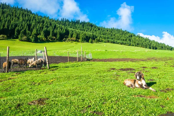 Dog-shepherd lying on the green grass, Kyrgyzstan. — Stock Photo, Image