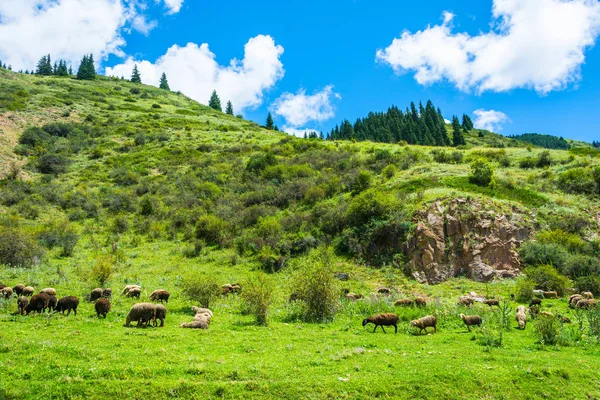 Flock of sheep grazing on the hillside, Kyrgyzstan. — Stock Photo, Image