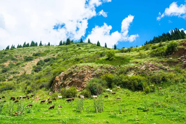 Rebaño de ovejas pastando en la ladera, Kirguistán . — Foto de Stock