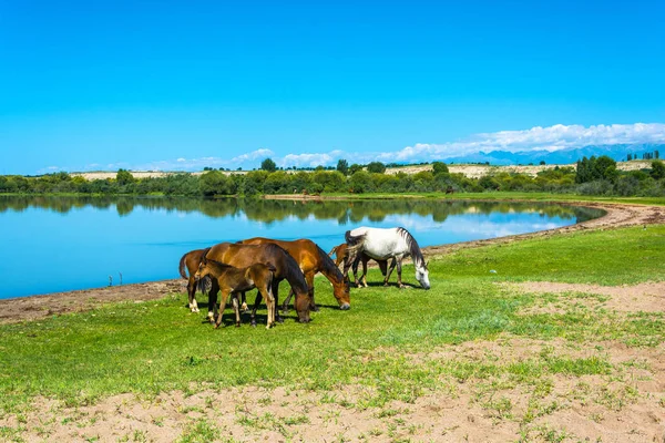 Hästar betar på stranden av sjön Issyk-Kul, Kazakstan. — Stockfoto