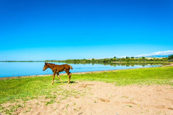 Kis csikó a parton a tó előfordult, Kirgizisztán. — Stock Fotó