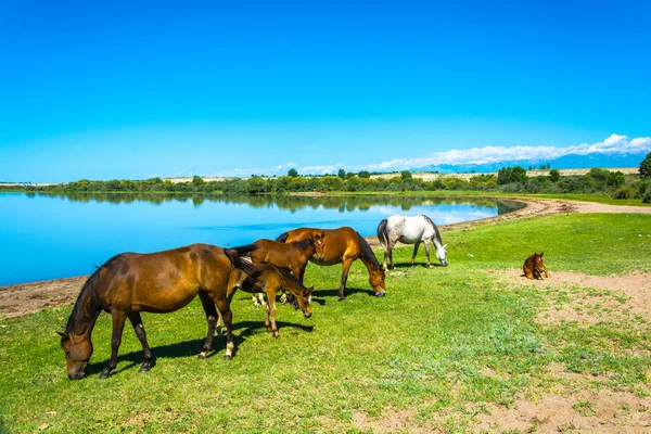 Hästar betar på stranden av sjön Issyk-Kul, Kazakstan. — Stockfoto