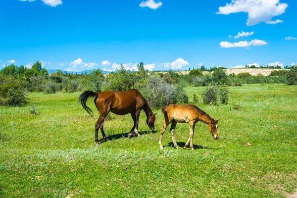 马和小马驹在一片绿色的草地，吉尔吉斯斯坦吃草. — 图库照片
