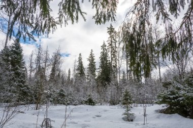 Güzel bahar manzara bir kar sonra. 