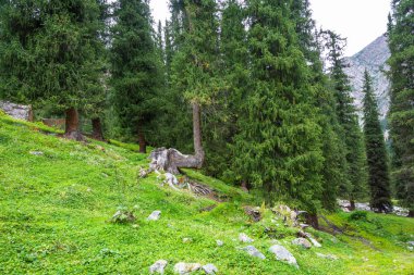 Eğri gövde Tien Shan köknar. 