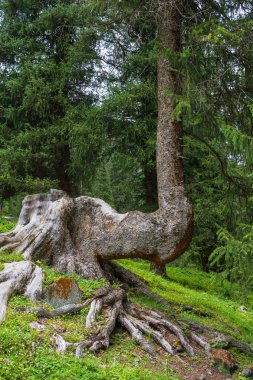 Eğri gövde Tien Shan köknar. 