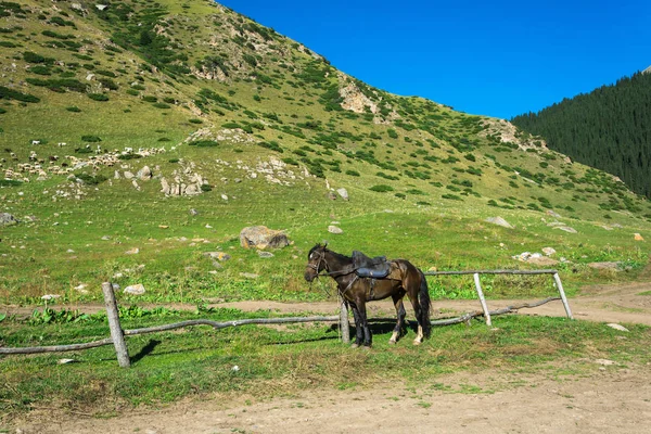 Beautiful mountain landscape with horses in the foreground, Kyrg — Stock Photo, Image