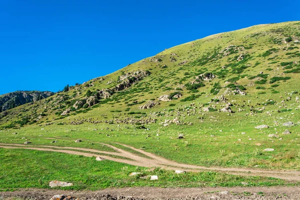 Una gran bandada de ovejas en la ladera, Kirguistán . — Foto de Stock