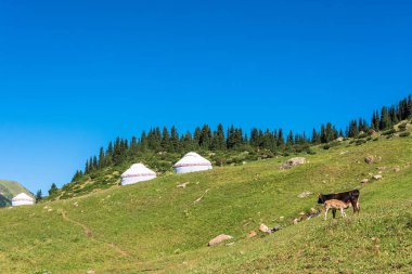 Yurts ve bir inek bir buzağı, Kırgızistan ile dağ manzarası.