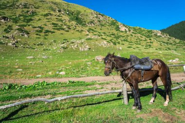 Ön planda, Kyrg atları ile güzel dağ manzarası
