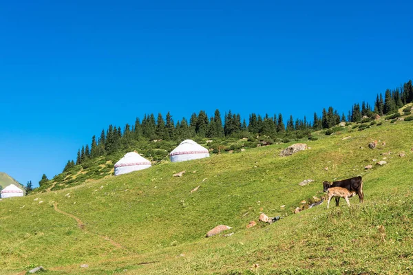 Yurts ve bir inek bir buzağı, Kırgızistan ile dağ manzarası.