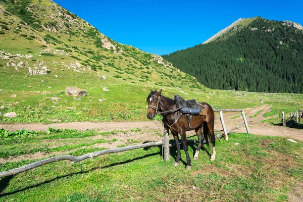 Beautiful mountain landscape with horses in the foreground, Kyrg — Stock Photo, Image