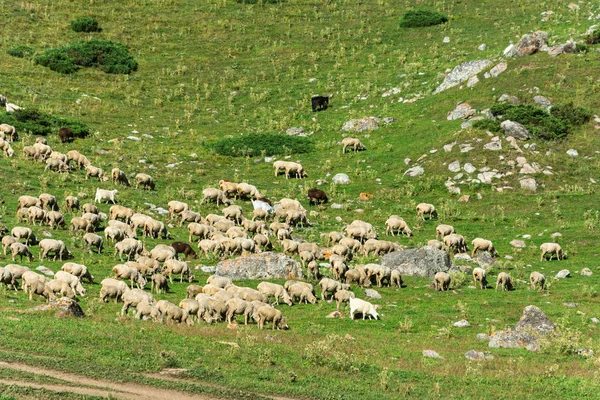 Büyük bir yamaca, Kırgızistan koyun sürüsü. 
