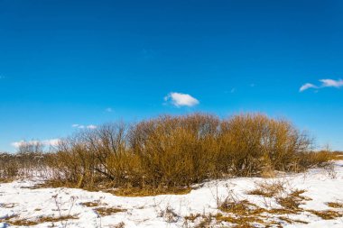 Turuncu Bush mavi gökyüzü arka plan üzerinde. 