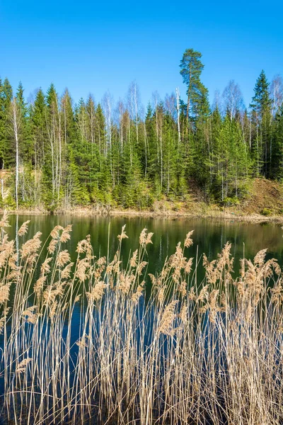 Petit lac forestier en journée ensoleillée . — Photo