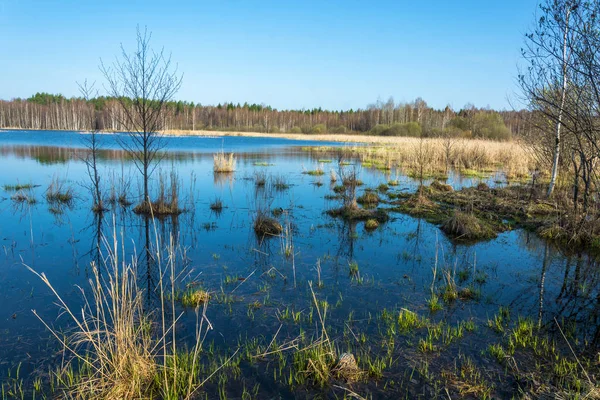 Small forest lake in the early morning. — Stock Photo, Image