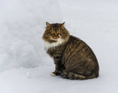 Kar bir arka plan üzerinde güzel kabarık kedi. 