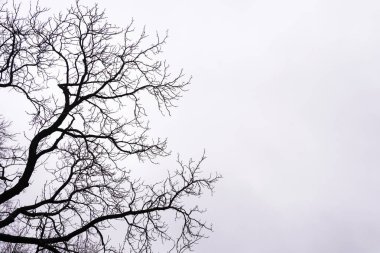 Beyaz gökyüzü arka plan üzerinde çıplak ağaç dalları. 