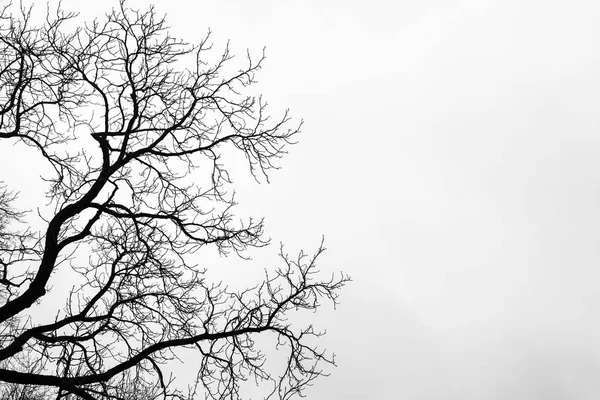 Nakna trädgrenar på vit himmel bakgrund. — Stockfoto