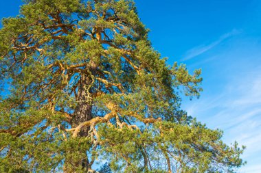 Eski bir 500 yıllık çam güçlü dallı taç. 