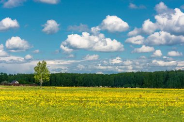 Karahindiba sarı alanları ile güzel bahar manzara. 