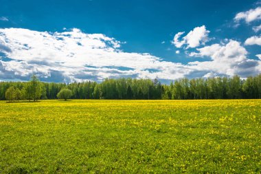 Karahindiba sarı alanları ile güzel bahar manzara. 