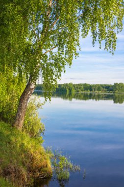 Nehir kıyısında ince huş ağacı ayakta. 