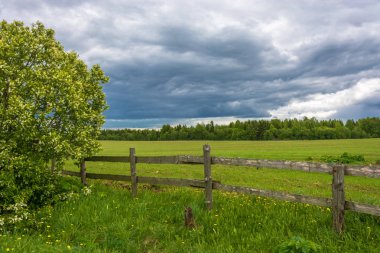 Yaz, yatay, bir çiçek açması kuş kiraz ağaç ve ahşap f