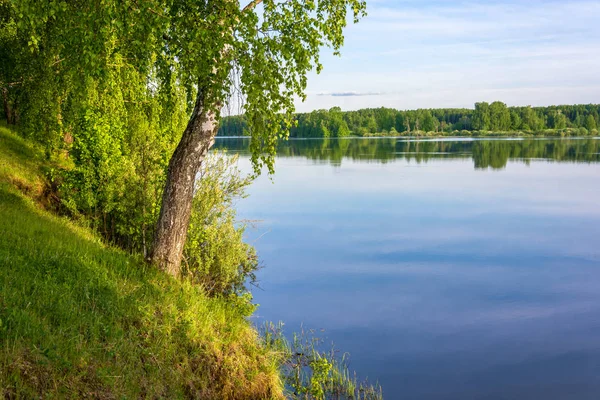 Nehir kıyısında ince huş ağacı ayakta. 