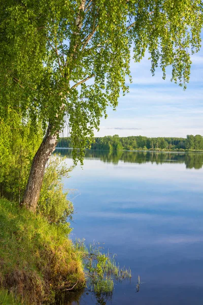 Die schlanke Birke am Ufer des Flusses. — Stockfoto