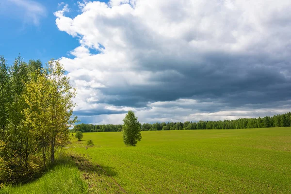 Green shoots in the large field. — Stock Photo, Image