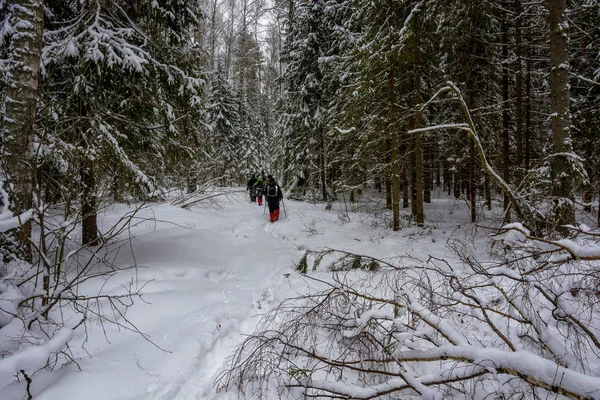 Небольшая группа туристов в зимнем лесу . — стоковое фото