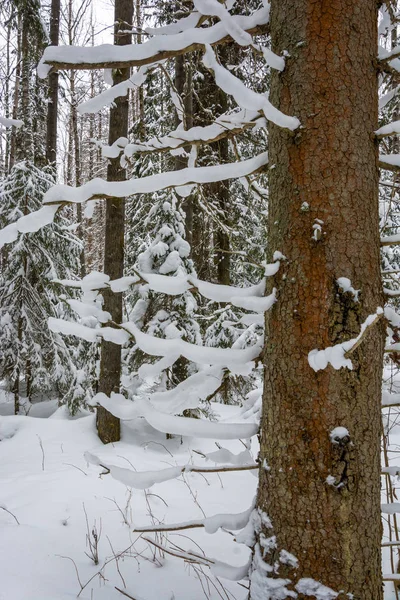 Ladin bagajında doku. 