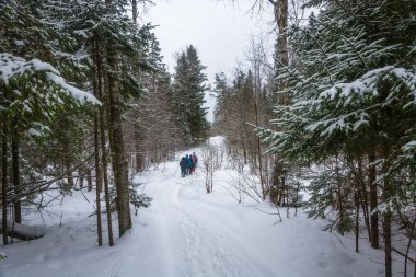 Küçük bir grup turist karla kaplı orman üzerinde seyahat. 