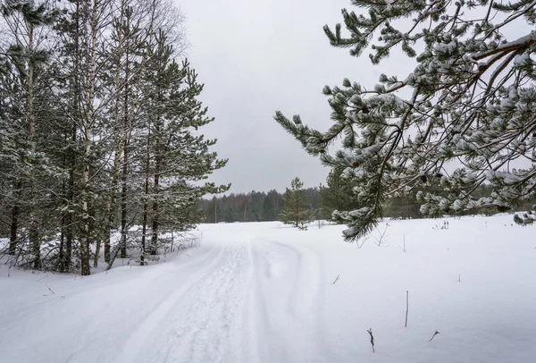 Estrada floresta nevada . — Fotografia de Stock
