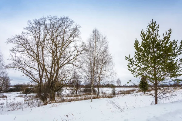 Hermoso paisaje de invierno. —  Fotos de Stock