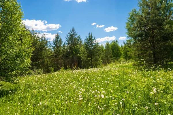 Waldwiese mit weißem Löwenzahn. — Stockfoto