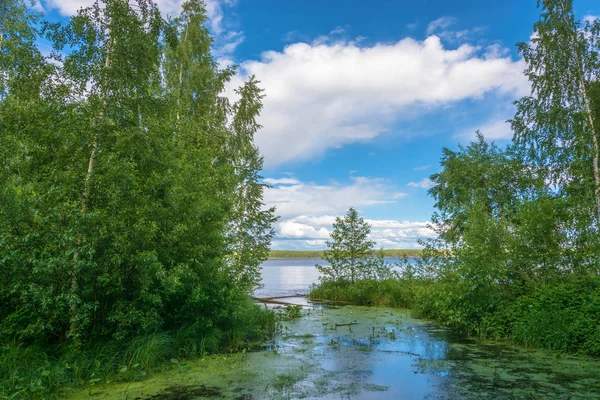 Rückstau, überwuchert mit Wasserlinsen. — Stockfoto