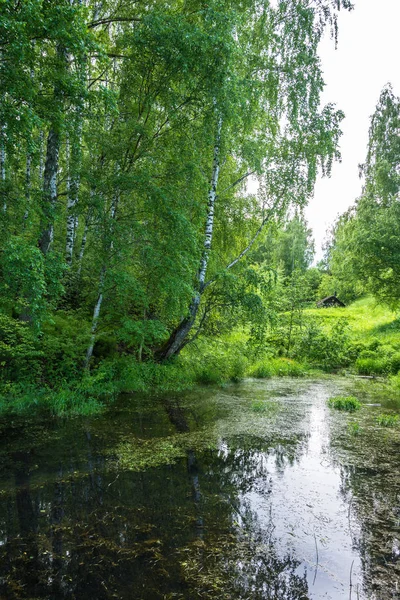 A quiet backwater with large birch trees on the shore. — Stock Photo, Image