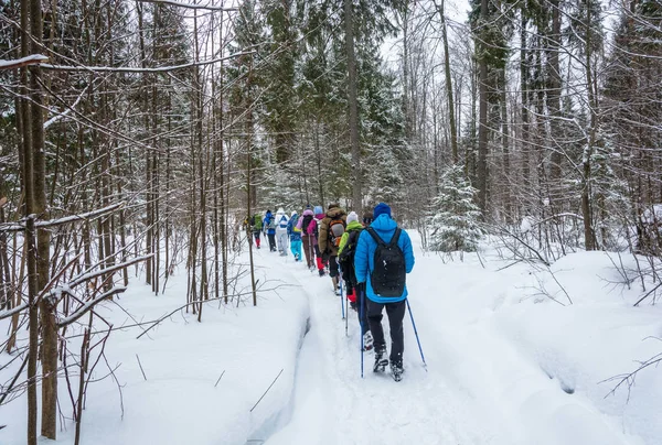 Küçük bir grup turist karla kaplı orman üzerinde seyahat. 