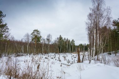 Güzel kış manzarası. 