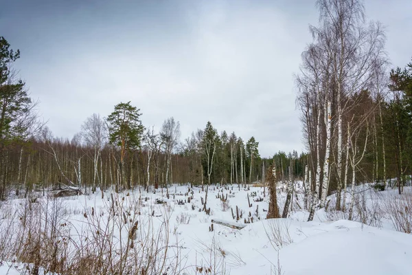 Güzel kış manzarası. 