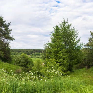 Taşkın yatağının Vetluga Nehri'nin manzarada yaz. 