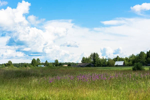 Ländliche Landschaft mit blühendem Ivan-Tee. — Stockfoto