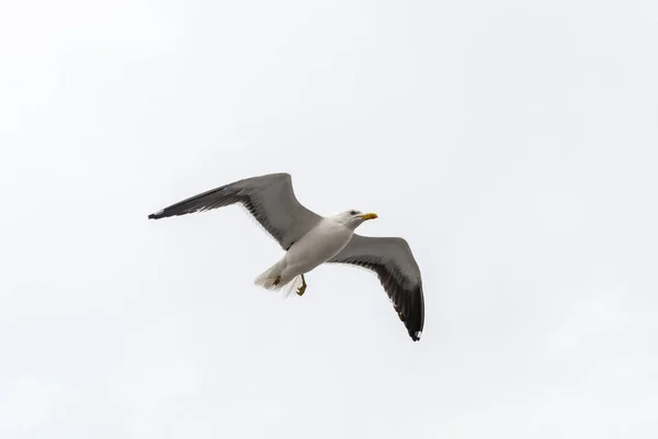 Gaivota voadora em um fundo de céu branco-cinza . — Fotografia de Stock