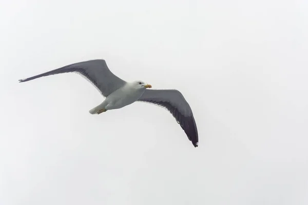 Gaivota voadora em um fundo de céu branco-cinza . — Fotografia de Stock